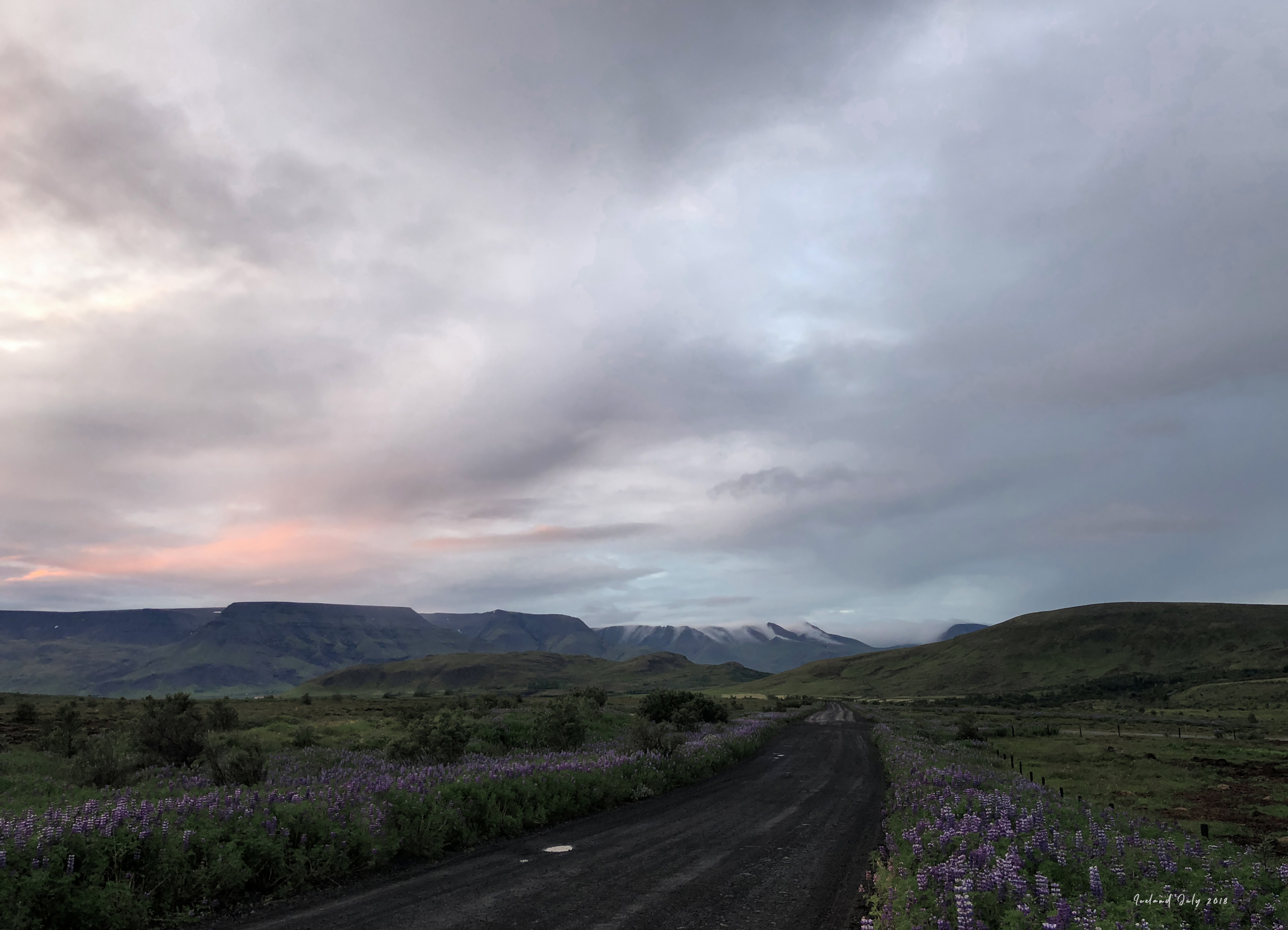 The fields of endless lupines was worth waking up to every morning in Iceland 